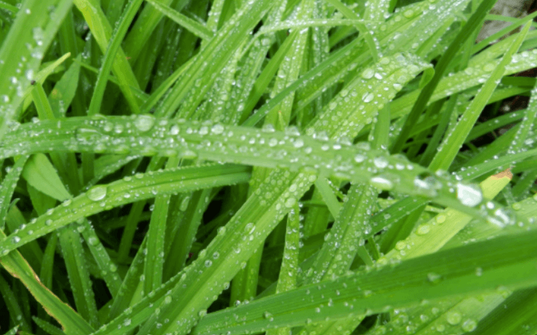 herbe couverte de gouttelettes d'eau